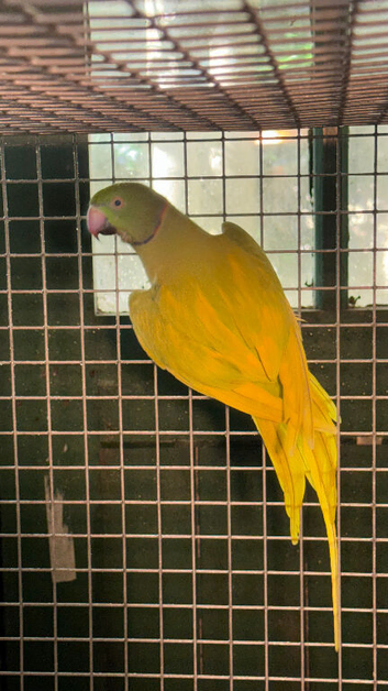 Pair Ringnecks, dom pied oplaine x cleartail