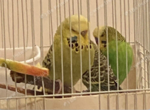 Budgies