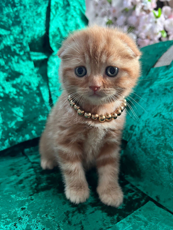 CREAMY & RED COLOR KITTENS