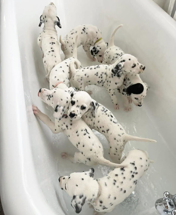 Classic Marking Dalmatian Puppies