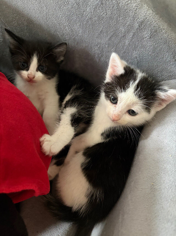 2x male kittens