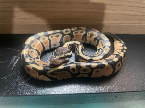 Ball python  pastel hypo het pie