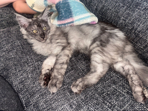 1 beautiful Maine coon boy