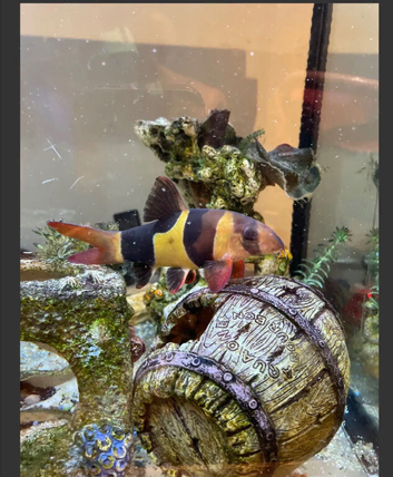 2 clown loaches