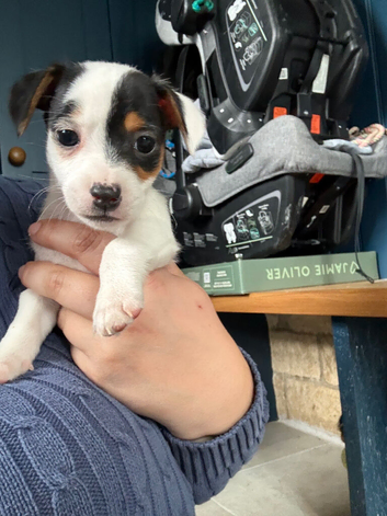 Miniature Jack Russell Puppies
