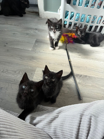 Litter of kittens