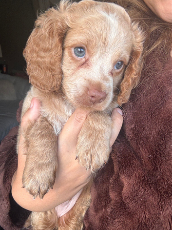 Beautiful F2 cockapoo puppies