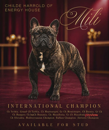 Female French Bulldog Puppies Available. Sired by International Champion Childe Harrold of Energy House