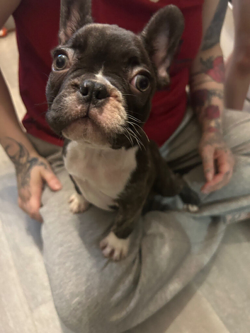 Frenchie puppy available