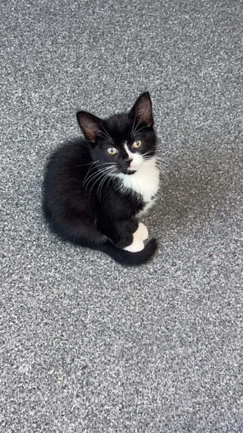 Kitten