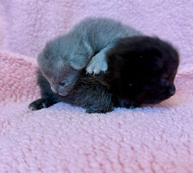 Roagdoll cross maincoon kittens