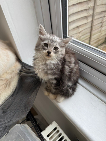 2 kittens  boys