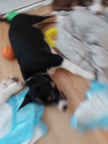 Border collie puppies for sale