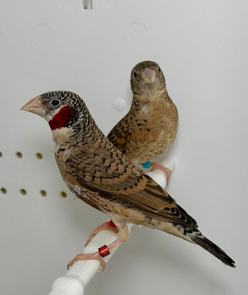 Beautiful pairs of Cut-throat finches for sale