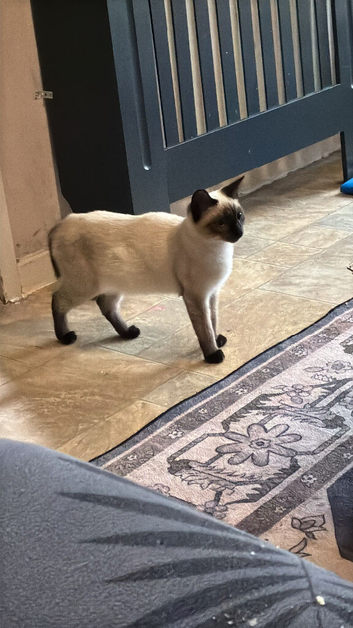 Female ragdoll x siamease 1year old