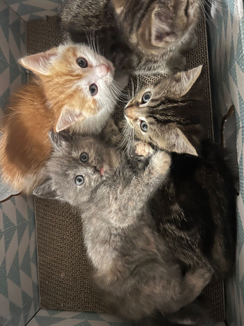 Kittens for sale