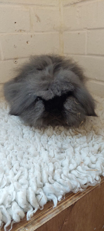 Beautifull sable DM Mini lionlop Buck