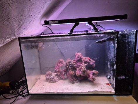 Fluval full marine set up