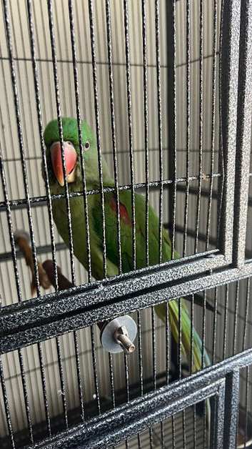 Alexandra parrot