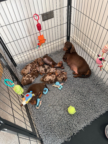 Beautiful smooth haired miniature dachshunds