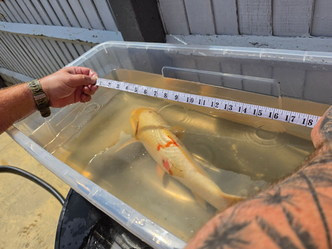 3 koi