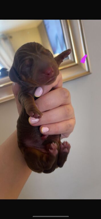 Female dachshund