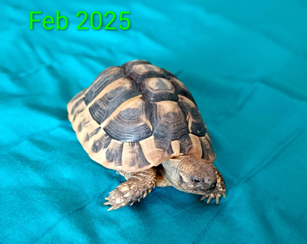 Baby Herman tortoise