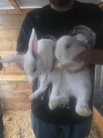 Continental giant cross lop