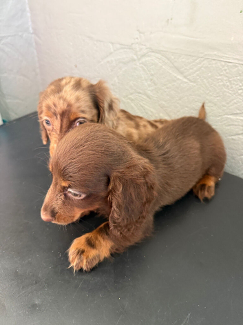 Chocolate merl puppies