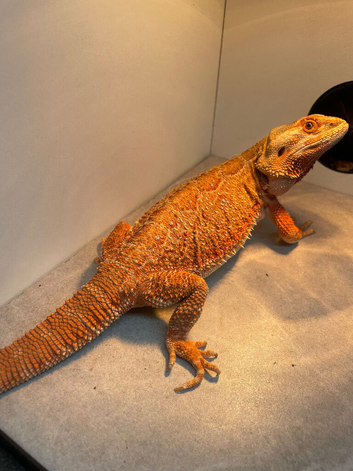 Female Bearded Dragon