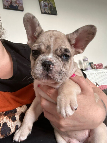 AVAILABLE Beautiful male frenchbulldog pups