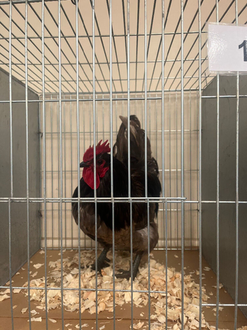 Jersey giant hatching eggs