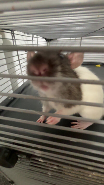 two female rats