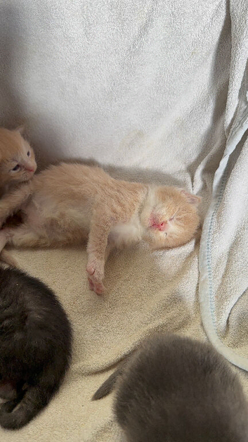 Maine Coon Babies