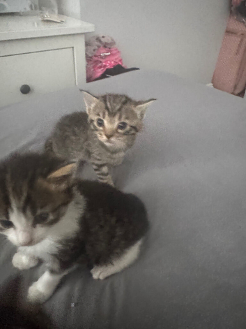 Adorable kittens looking for a loving home