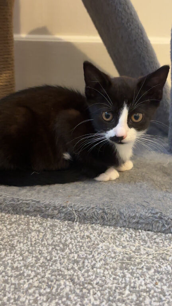Black & white kitten