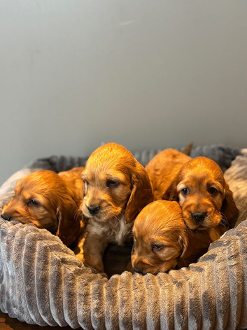 Beautiful golden purebred cocker spaniels