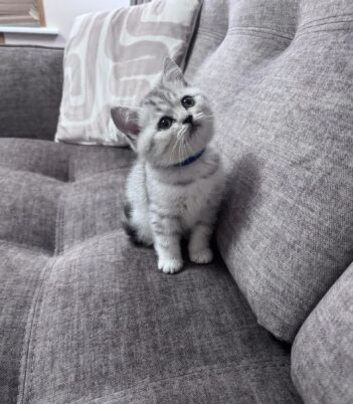 PEDIDGREE BRITISH SHORT HAIR KITTENS SEEKING THEIR FOREVER HOMES