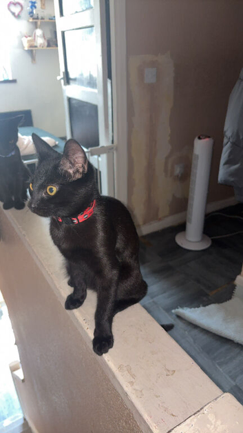 Male boy cat