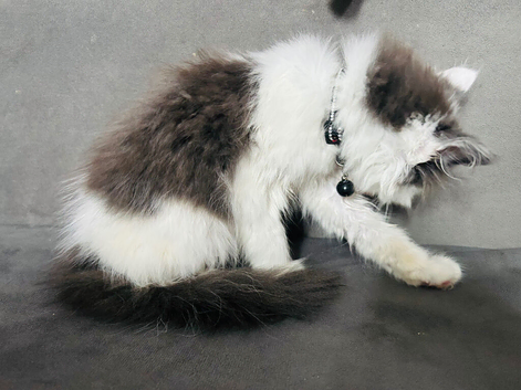 Ragdoll kitten