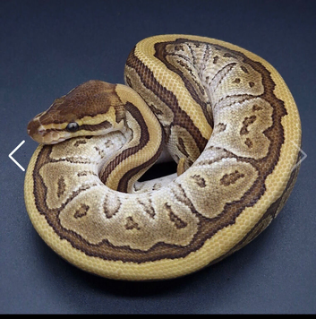 I have 10 ball python or royal pythons