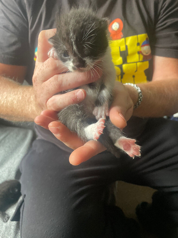 Kittens for sale