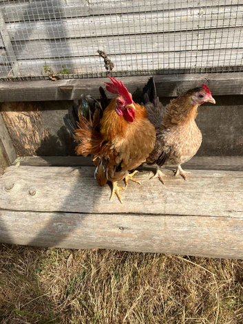 Pair of Serema bantams, as photographed