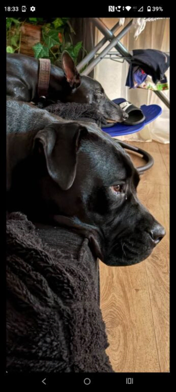 Cane corso narla looking for her forever home 14 months old