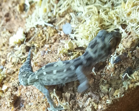 Viper Gecko Unsexed 8 Months old