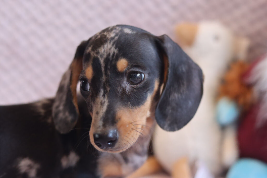 KC Reg Miniature Dachshunds