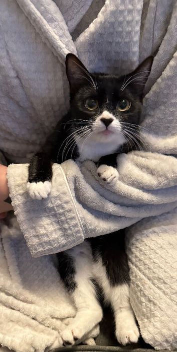 5 1/2 month old black and white cats