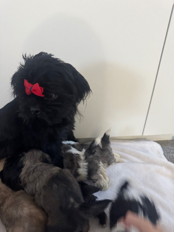 7 shush tzu puppy looking new home