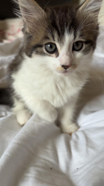 Female  8 week old kittens