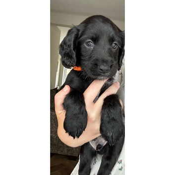 2 lovely black Working cocker spaniels left